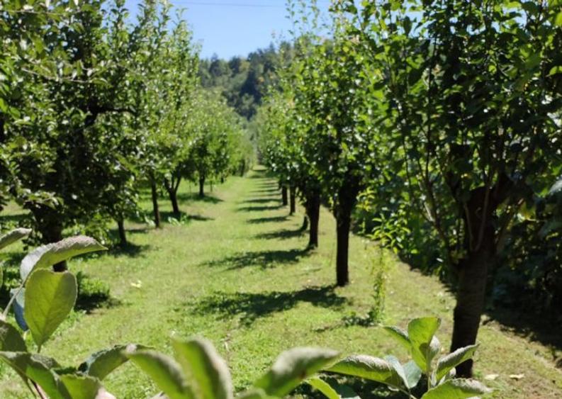 Vând casă P+M și teren în Dofteana, jud. Bacău - 8