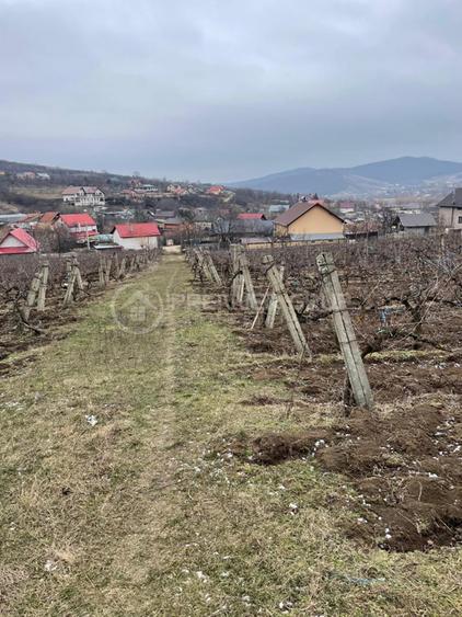 Teren intravilan 2.617mp, Chicerea, comuna Tomești - 2