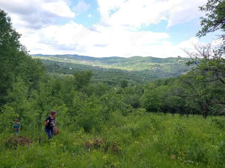 2 Casa padure + 4800 teren langa Focsani - 1