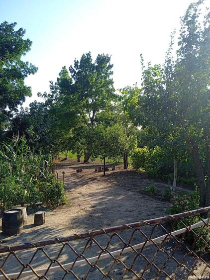 Casa comuna Giubega 45km craiova - 6