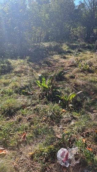 Teren intravilan 1781 mp în Băile Olănești – zonă turistică - 4