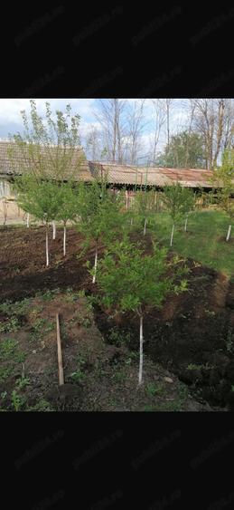 Casa Movila Banului - 1