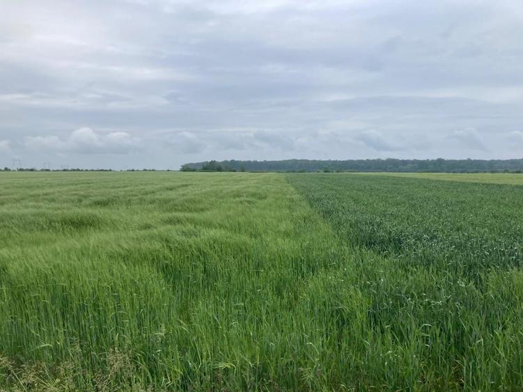 Vand teren intravilan in Sabareni, jud Giurgiu - 6