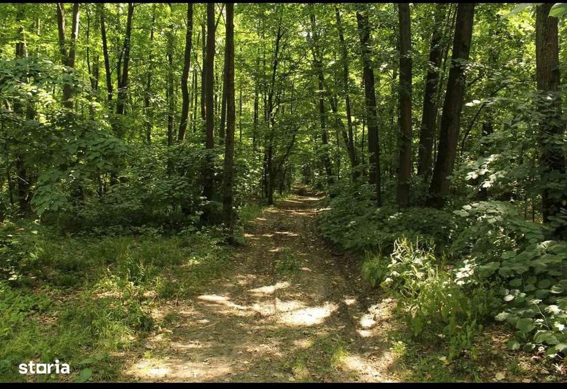 Teren intravilan de vanzare, 380.000 mp, padure - 4