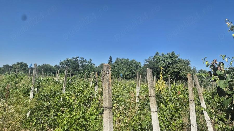 Casă cu Teren 2085 Mp în Central