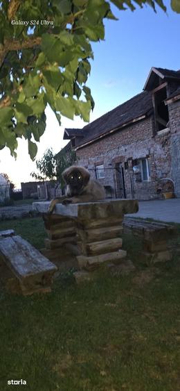 Casă cu 3 camere cu Teren 1300 Mp în Bod