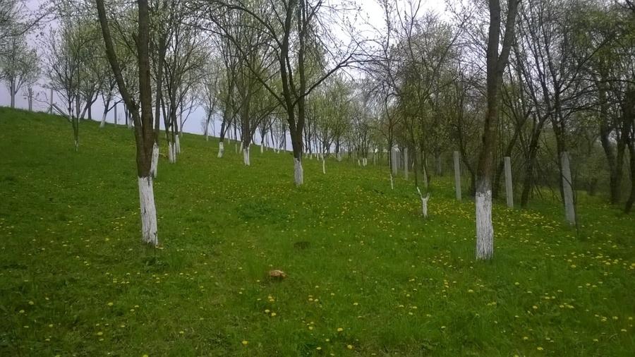 Teren Construcții intravilan de 2750 mp, în Nicula