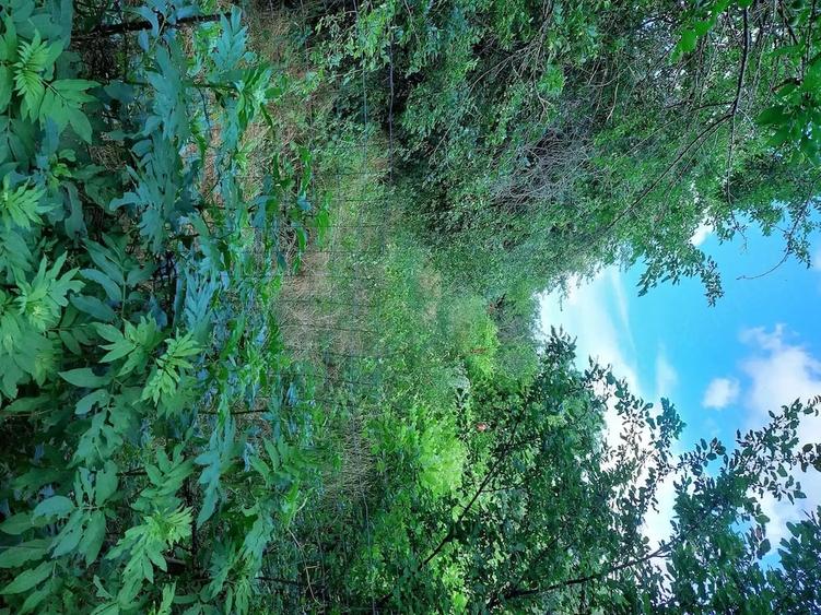 Teren de 1500 mp, în Hodivoaia