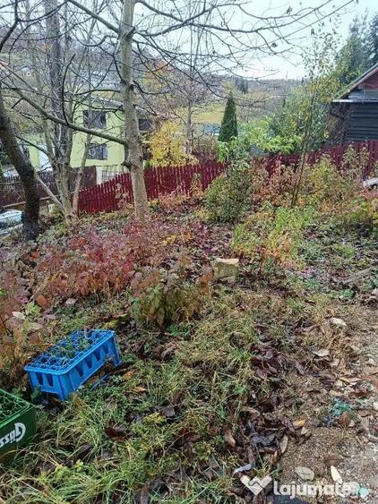Casa zona V.Jelnei cu 14 arii teren, semifinisata - Bistrita (Bistrita-Nasaud) - 8