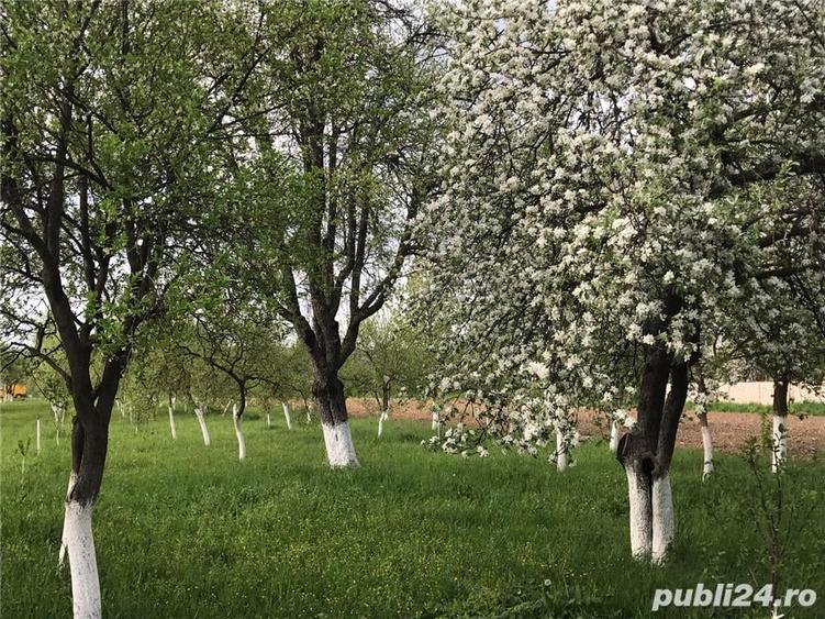Teren de 3000 mp, în Margina