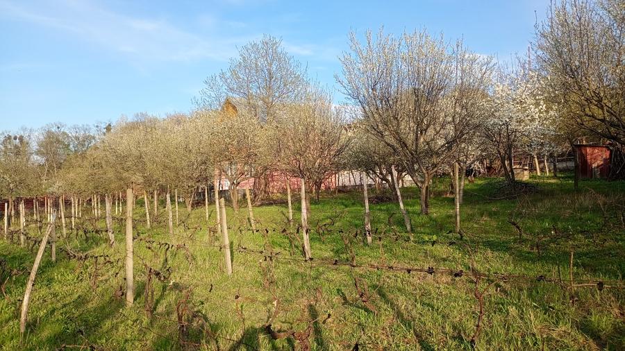 Casă individuală cu 3 camere cu Teren 2000 Mp în Bârnova