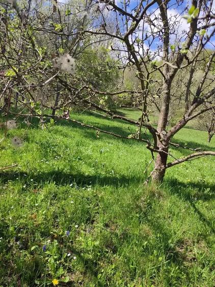TEREN INTRAVILAN CU PADURE | PRAHOVA| PROVITA DE SUS| BREAZA - 3