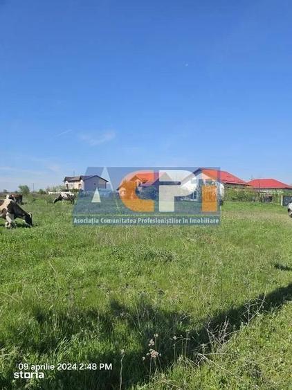 Teren intravilan de vanzare Mihailesti,30 minute de Bucuresti - 4