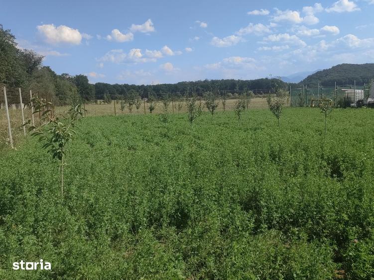 Teren agricol de vanzare, 500mp, imprejmuit - 2