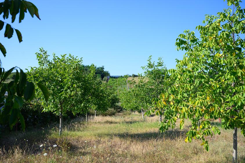 Teren intravilan de 3600 mp, în Dobreni
