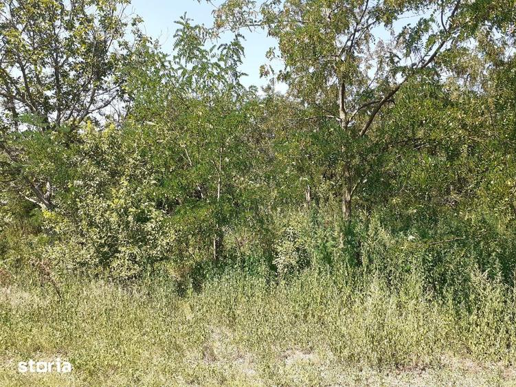 Teren de 8700 mp, în Belciugatele
