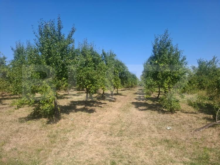 Teren Construcții intravilan de 2493 mp, în Cobiuța
