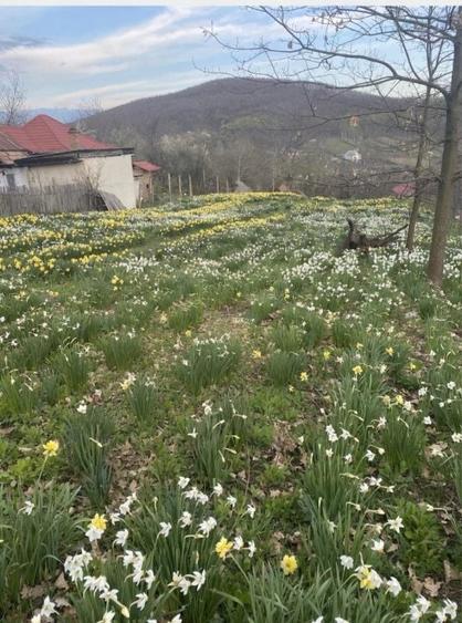 Casă individuală cu 3 camere cu Canalizare în Ștefănești