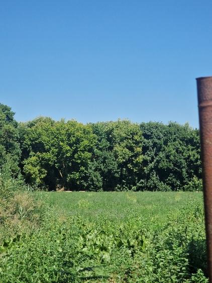 Teren Construcții intravilan de 5100 mp, în Pătlăgeanca