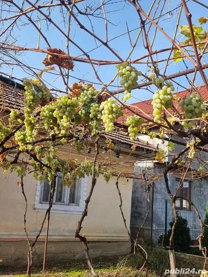 Casă cu 4 camere cu Teren 6000 Mp în Dumbrăveni