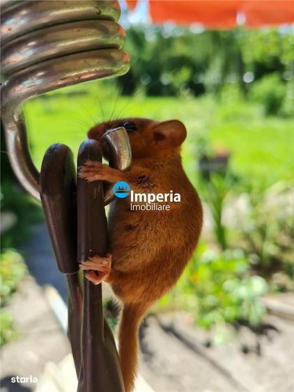 Campulung Moldovenesc, zona Cucoara | 4.544 mp teren | 2 casute locuib - 2