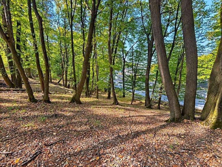 Teren extravilan de 10000 mp, în Bucium