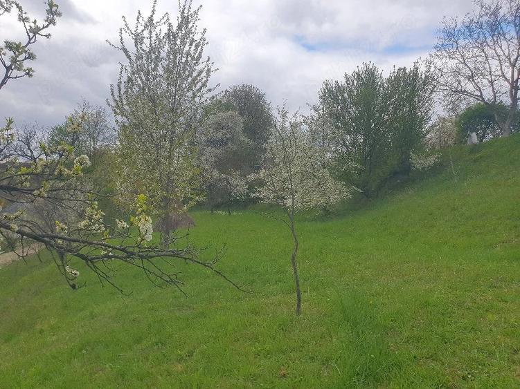 Teren de 1600 mp, în Groși
