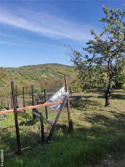 Teren de 1500 mp, în Podgoria