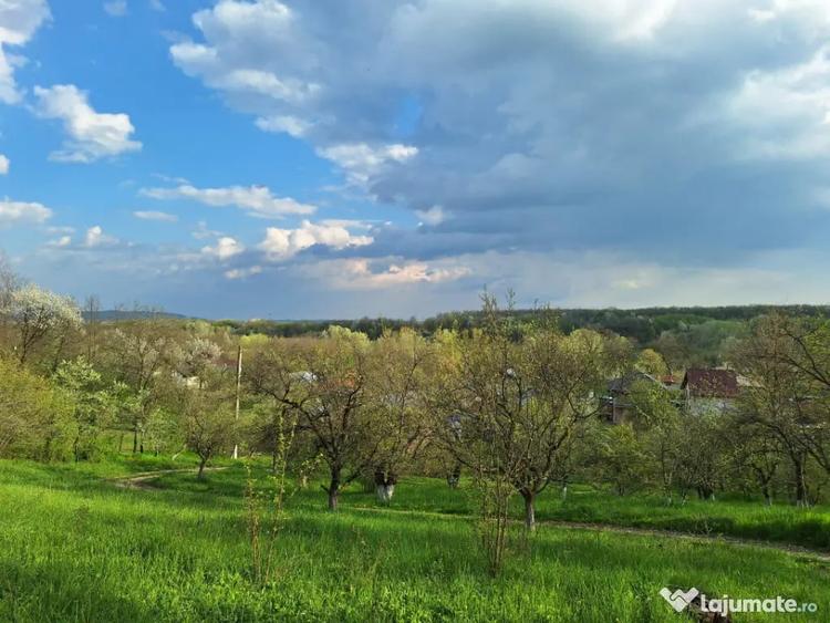 Mo?ia boiereasca din varf de deal, Scor?eni - Prahova! - 18