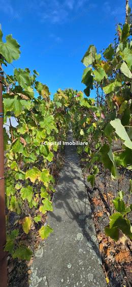 Casa cu teren 797 mp | Zona Mehala | Loca?ie excelenta ?i lini?tita - 2