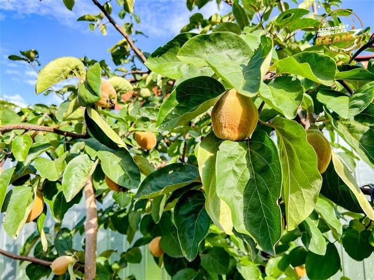 FILM!Casa cu 3.500mp teren,vedere pitoreasca,Sancraiu:aria Brasov.-.Sf. Gheorghe - 18
