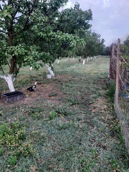 Jude?ul Buzau com Glodeanu Sili?tea sat COTORCA, casa batrineasca din caramida 3465m - 10
