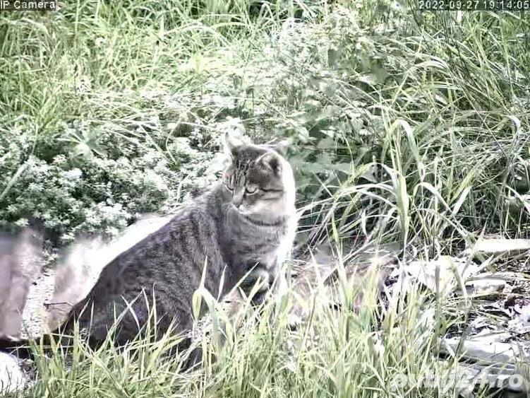 Vand casa renovata,anexe ,3000m2 in Recea Cristur - 6