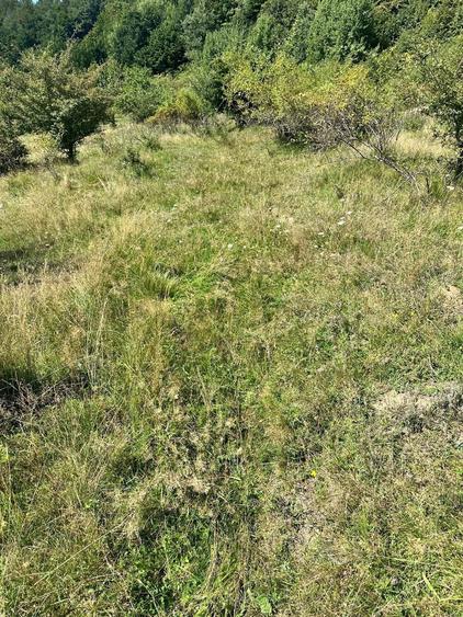 Teren 3.552 mp de vanzare (scrie pe whatsapp) Marginea, zona Dealu Fatului - 5