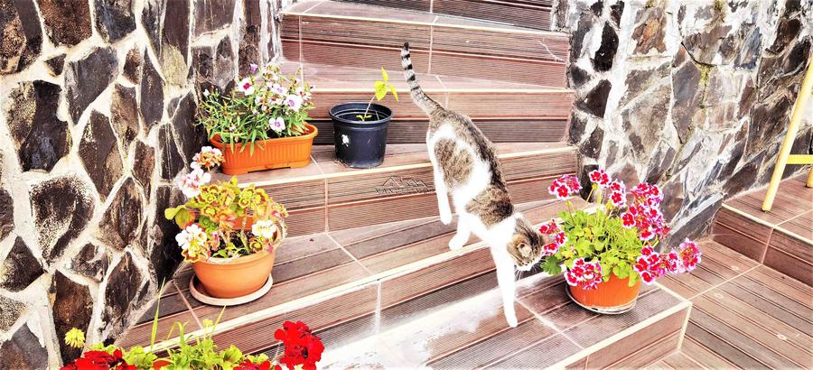 Manuel recomanda : Vila superba in Cornu de Jos 295mp , teren 1360mp - 30