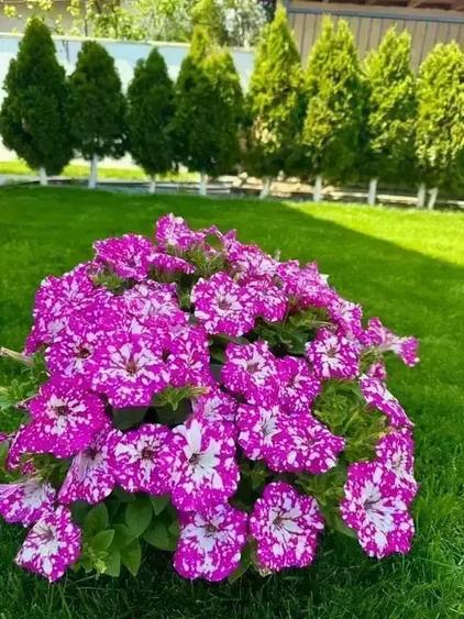 Vila individuala cu facilitati unice! Pizzerie, loc de joaca, gradinta - 4