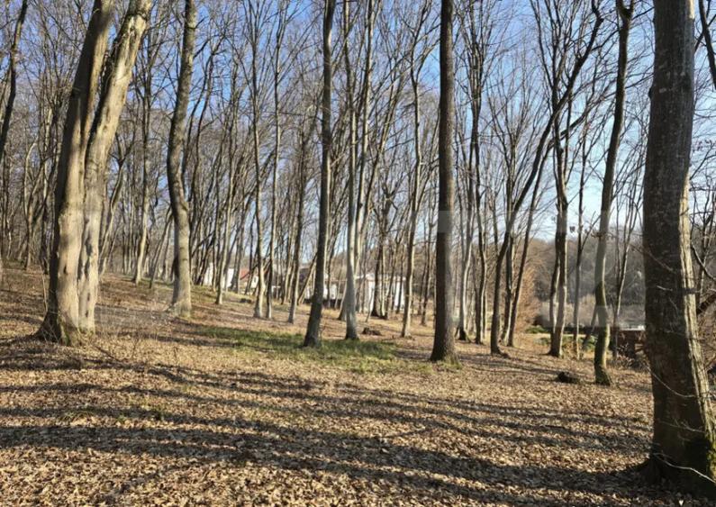 Teren cu sufrafata de 3000 mp in Padurea Faget - 4