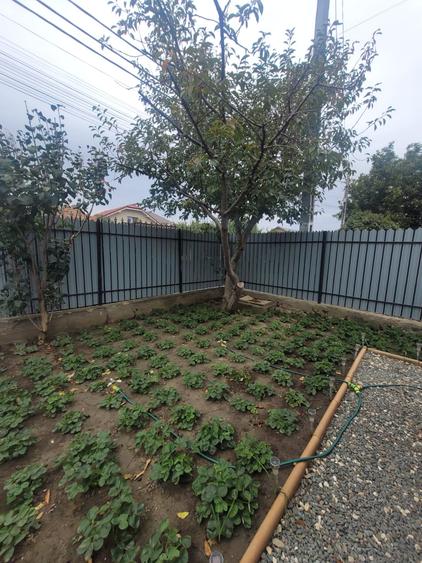 Valu lui Traian -casa 3 camere cu teren 300 mp -gaze la poarta -79900 Euro neg - 37