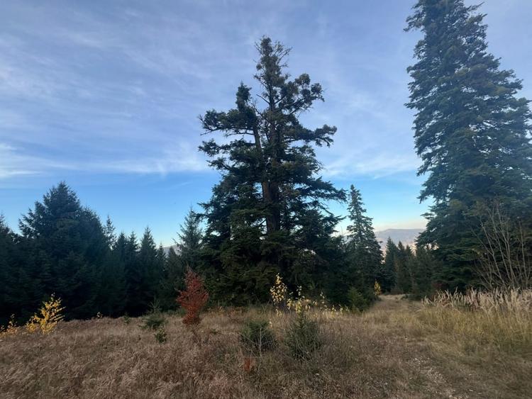 Vanzare 5,3 ha pasune deasupra Voronetului Suceava - Proiect Turistic - 30