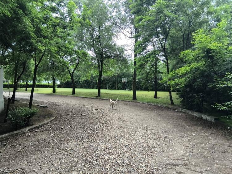 Teren de vanzare Strada Pădurii – „Un loc pe care nu îl alegi, ci te alege.” - 2