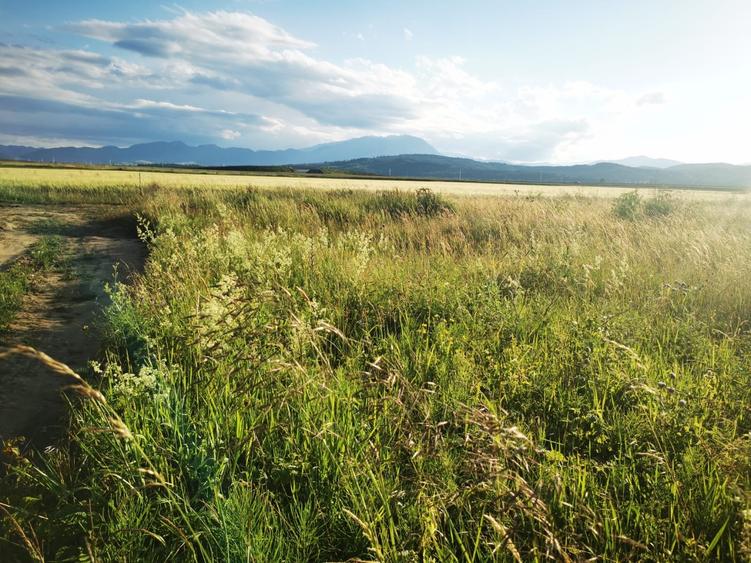 Teren intravilan cu priveliste Cristian - 5