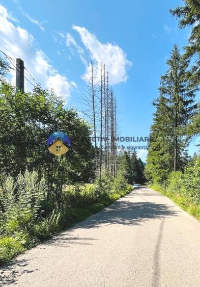 Teren intravilan de 3800 mp, în Tarcău