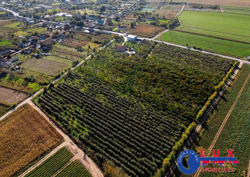 ID 7785 LIVADA SABANGIA DE VANZARE - 14