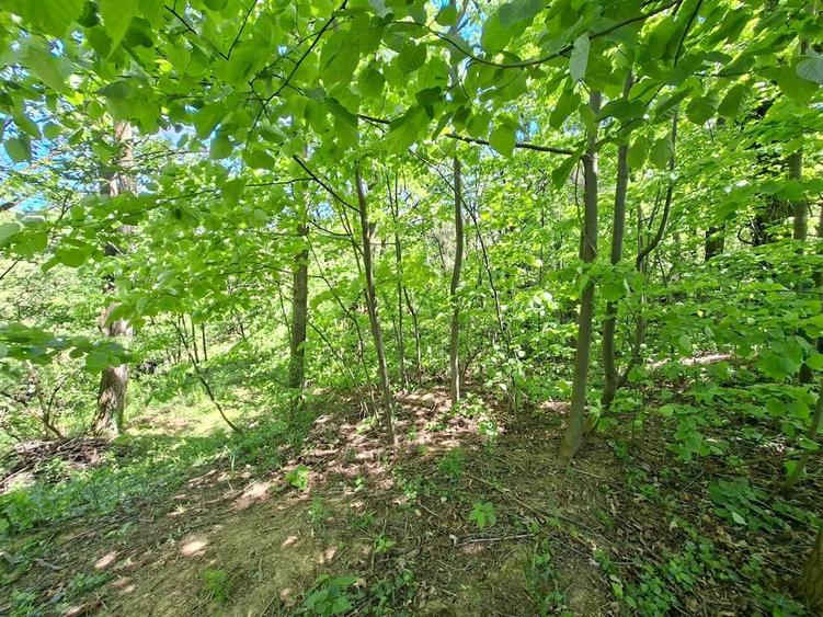 Oaza de lini?te ?i natura pura | Teren de vanzare in Runcu - Dobri?a, Gorj - 8