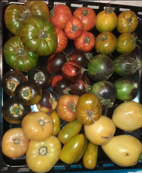 Proprietate de vanzare langa Bucuresti - 5