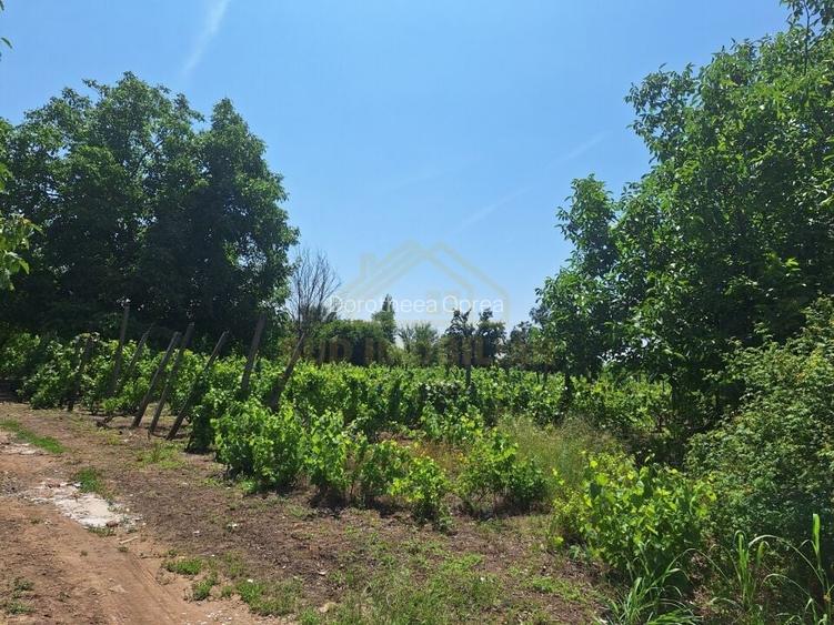 TEREN INTRAVILAN-500 MP-PASARELA POPESTI VEST