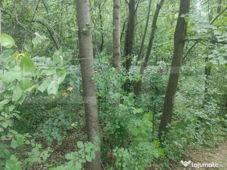 Teren intravilan, 5857 mp, Baltati, Horodnicu de Sus - 3