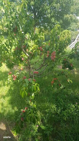 Teren intravilan de vanzare - 6200mp, padure in apropiere - 8