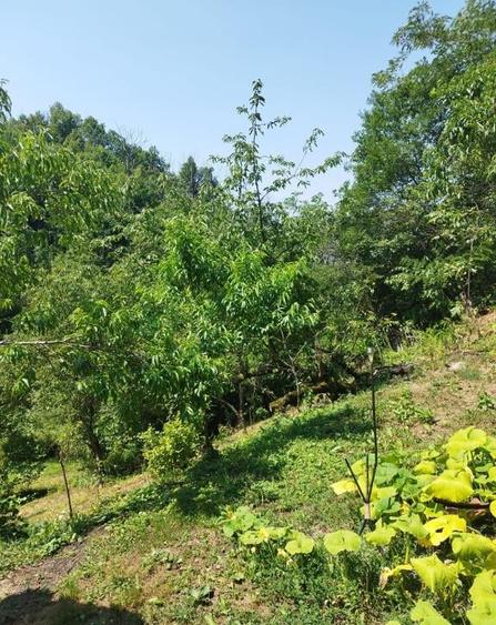 Dealul Florilor, casa 75 ari teren - 7