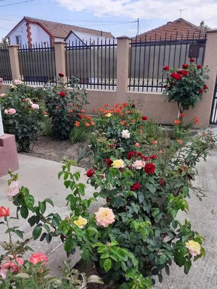 Vand casa cu dependin?e ?i loc de 850mp - 5